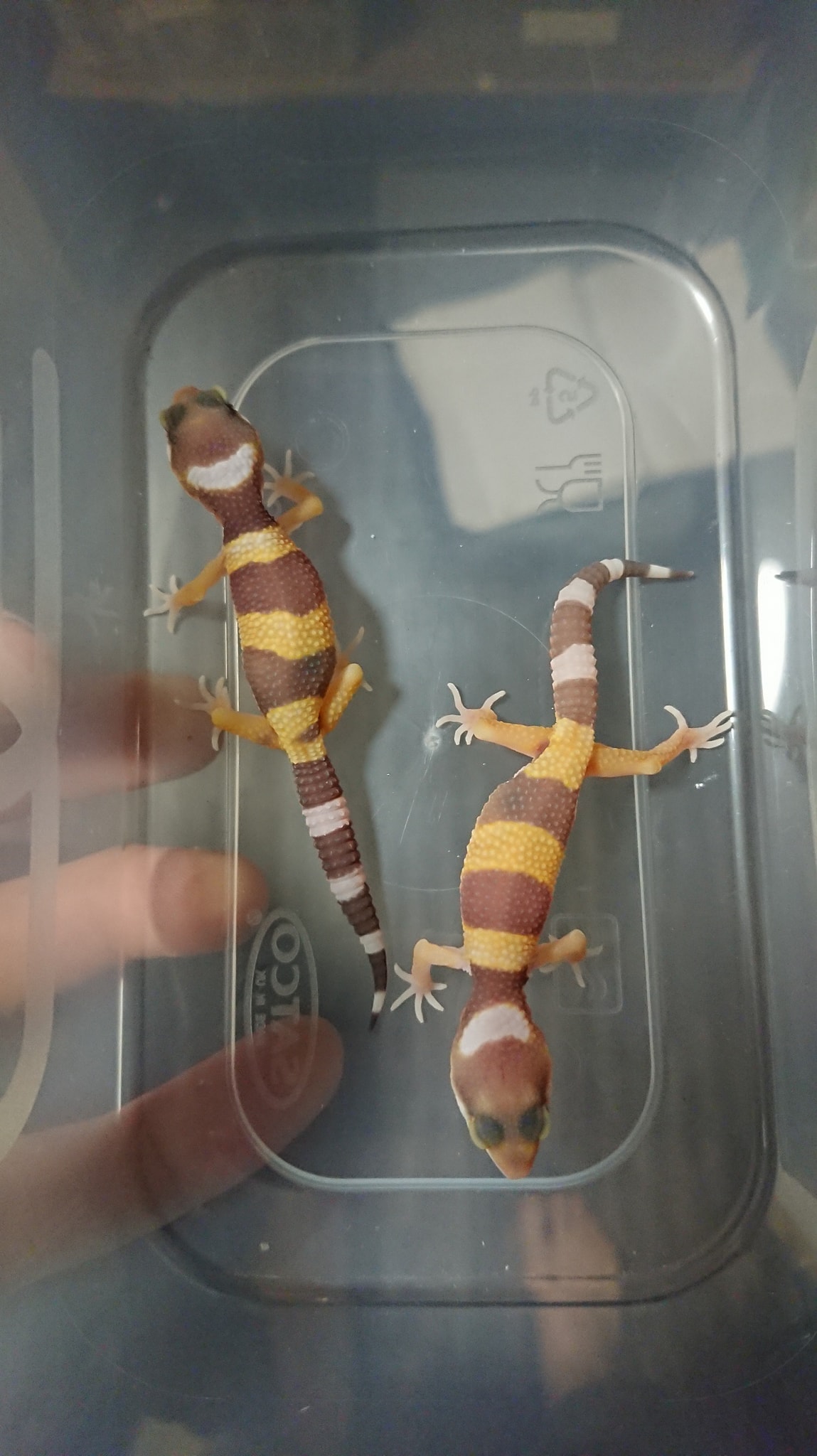 CNM Reptiles - First couple of copper hatchlings are out... | Facebook