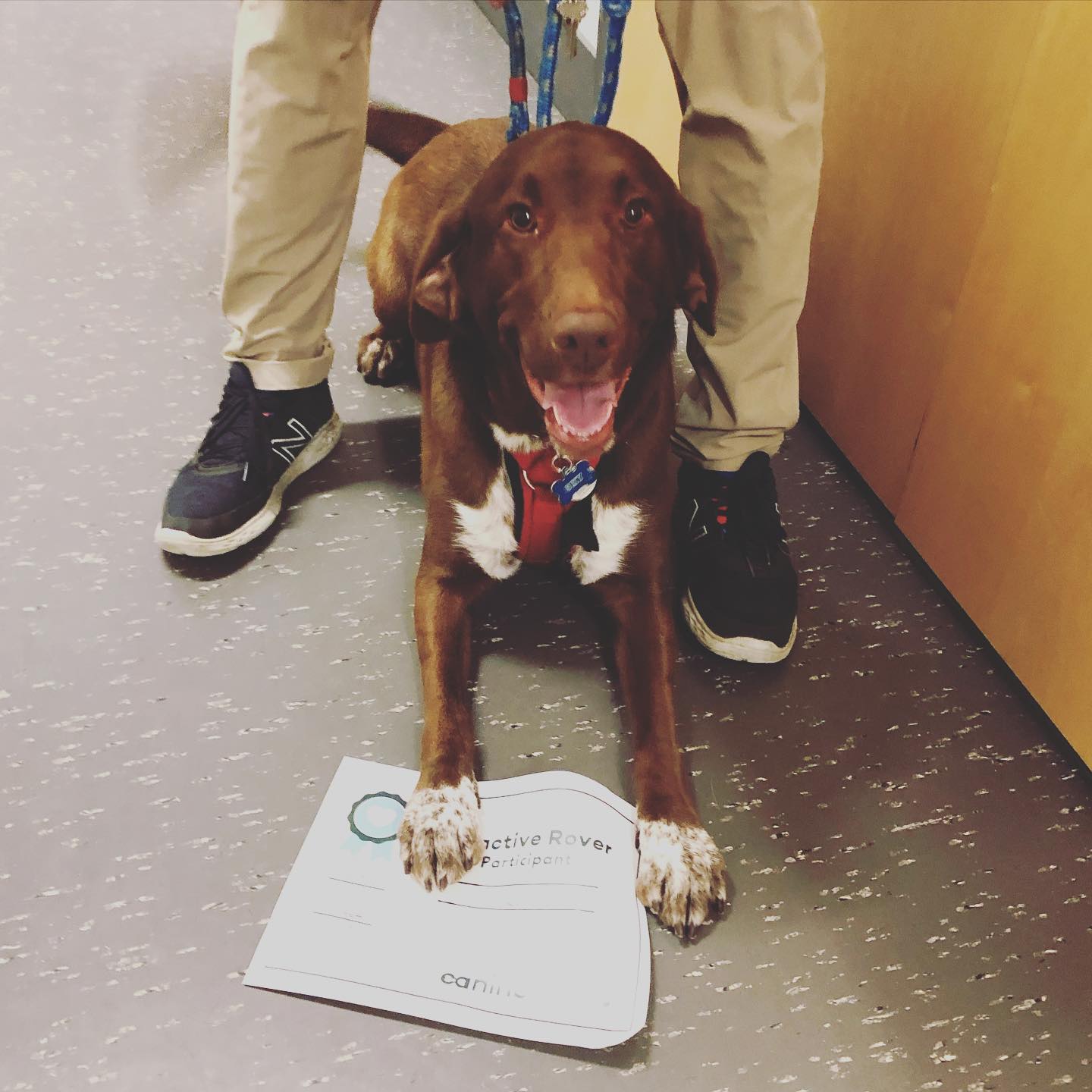 Canine Align - Congratulations Sky for graduating the Reactive River ...