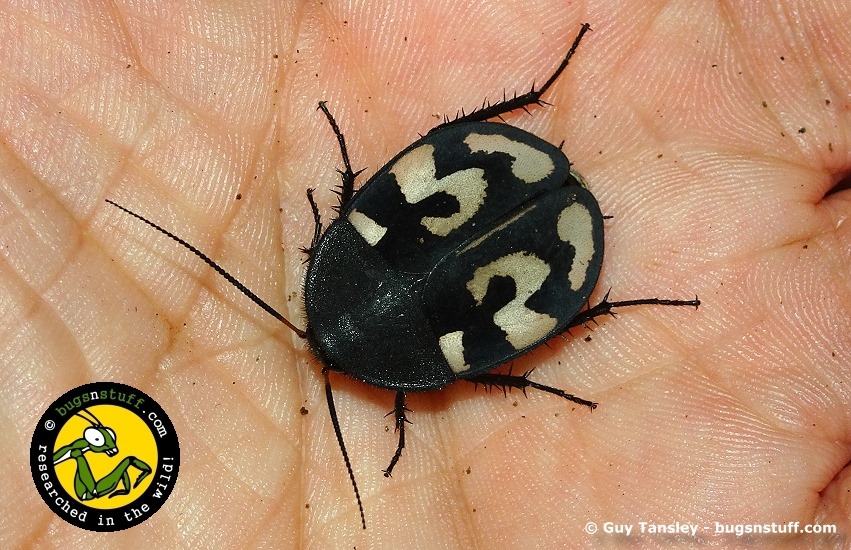 bugsnstuff.com - The perfectly named Question mark cockroach (Therea ...