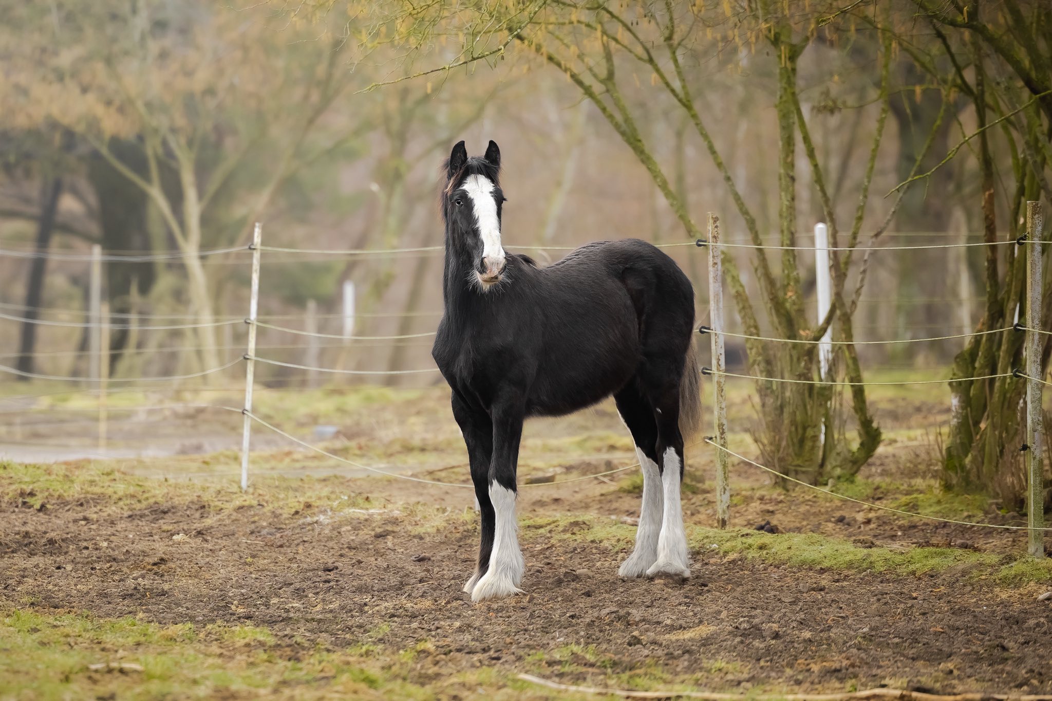 Sativa z Sielskiej Sfory, a piebald shire horse filly for sale
