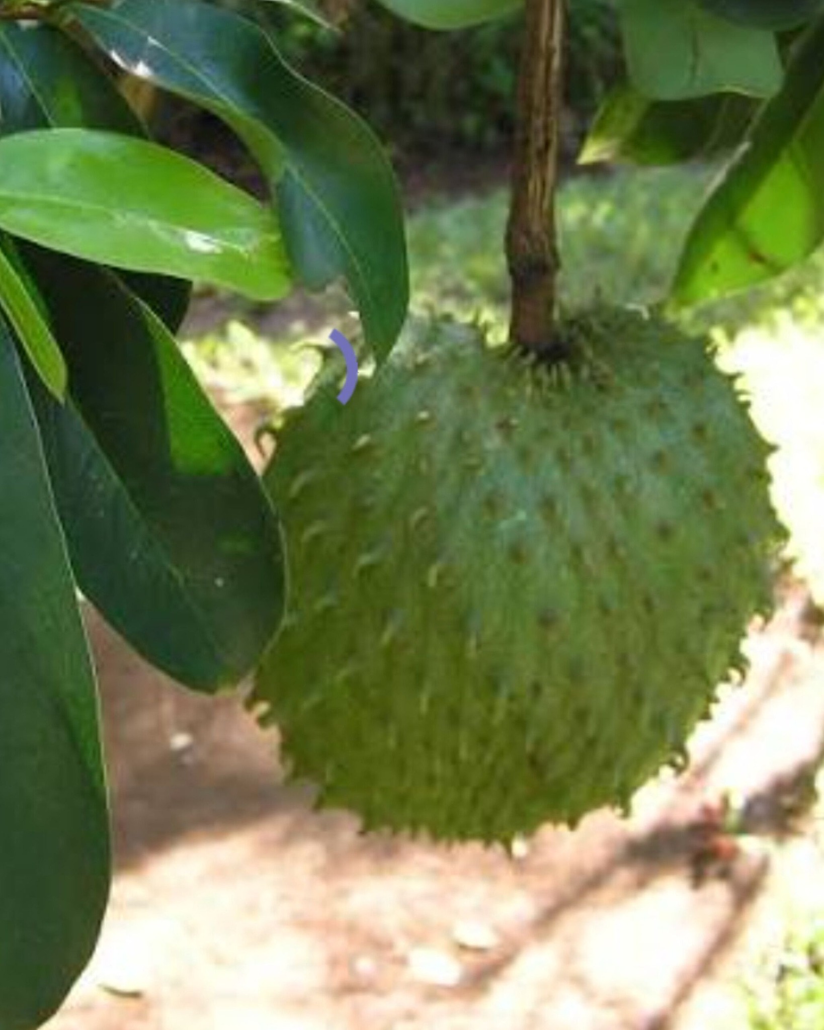 Francia - SOURSOP SA TAGALOG GUYABANO ️ Sa Tagalog, ang soursop ay ...