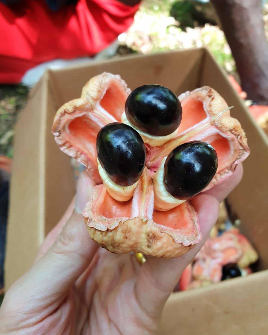 Do you know the name of this unusual fruit? 🤔 . . . Little hint