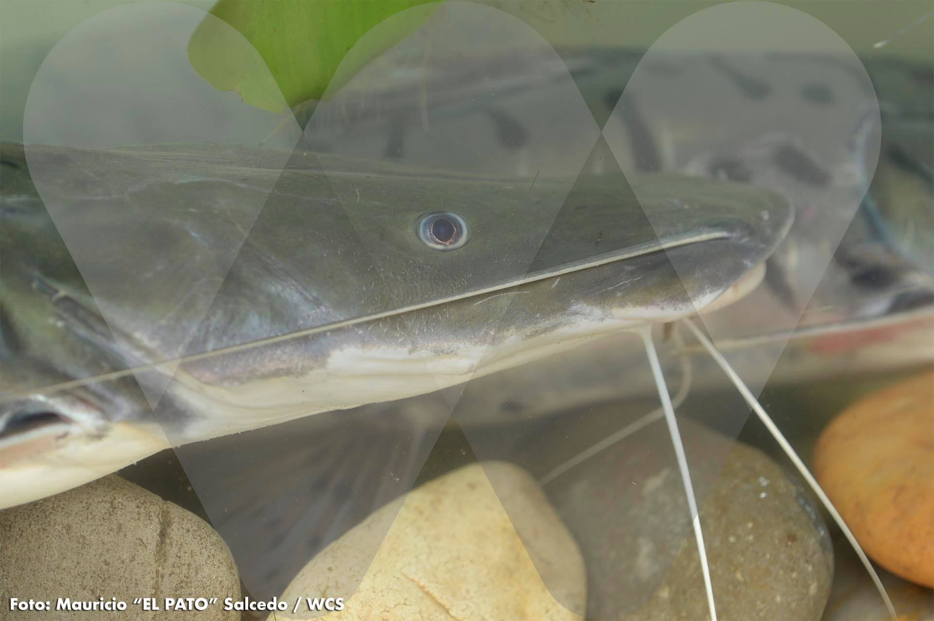 WCS Colombia - El bagre rayado es una especie que solo se ve en ...
