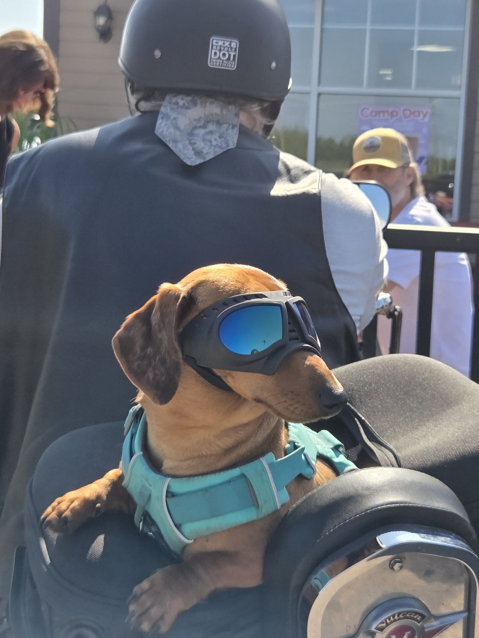 dachshund motorcycle helmet Lesypet Dog for Small Breed, Small Dog Helmet for Outdoor Motorcycling Dogs Hat Safety Hat for Cats Puppies, Black S : Pet Supplies Adorable dachshund Willie rides motorcycle