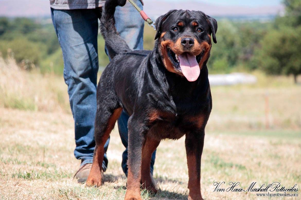 Vom Hause Marshall Rottweilers