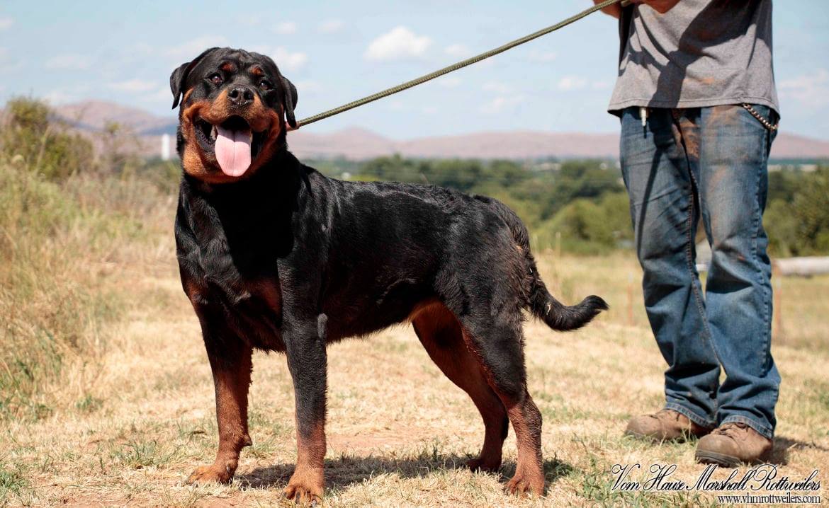 Vom Hause Marshall Rottweilers