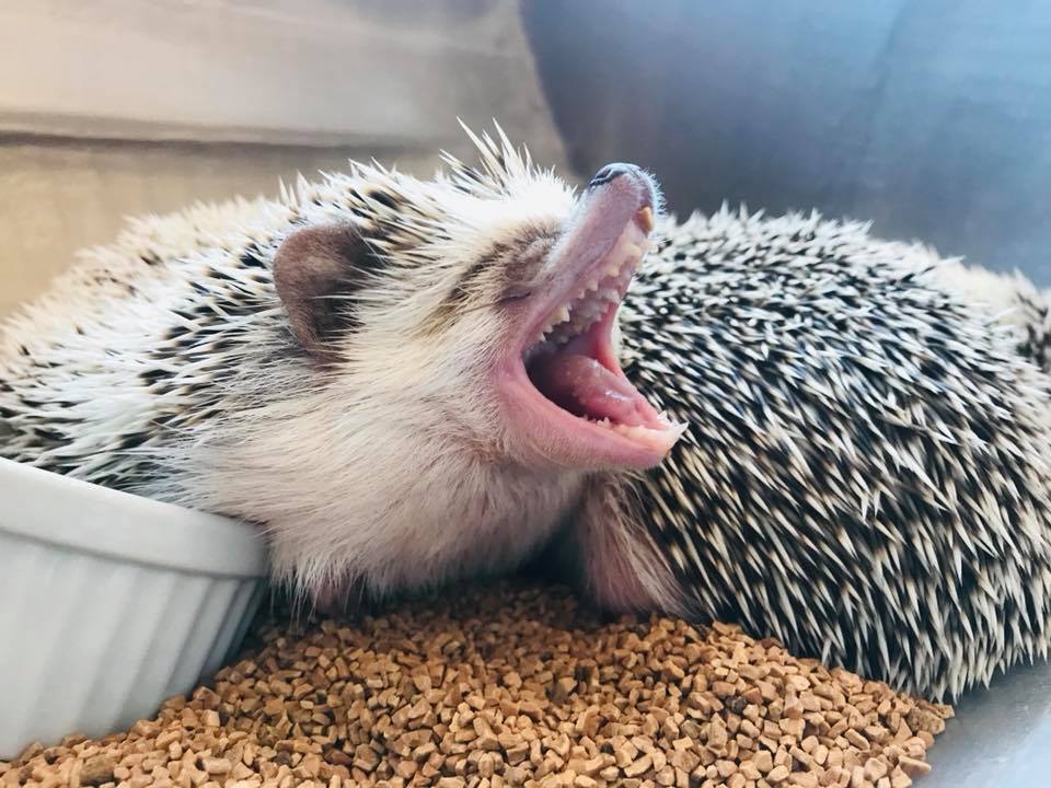 ハリネズミさんの大あくび😴 ‪#ハリネズミ #hedgehog #ハリネズミ‬