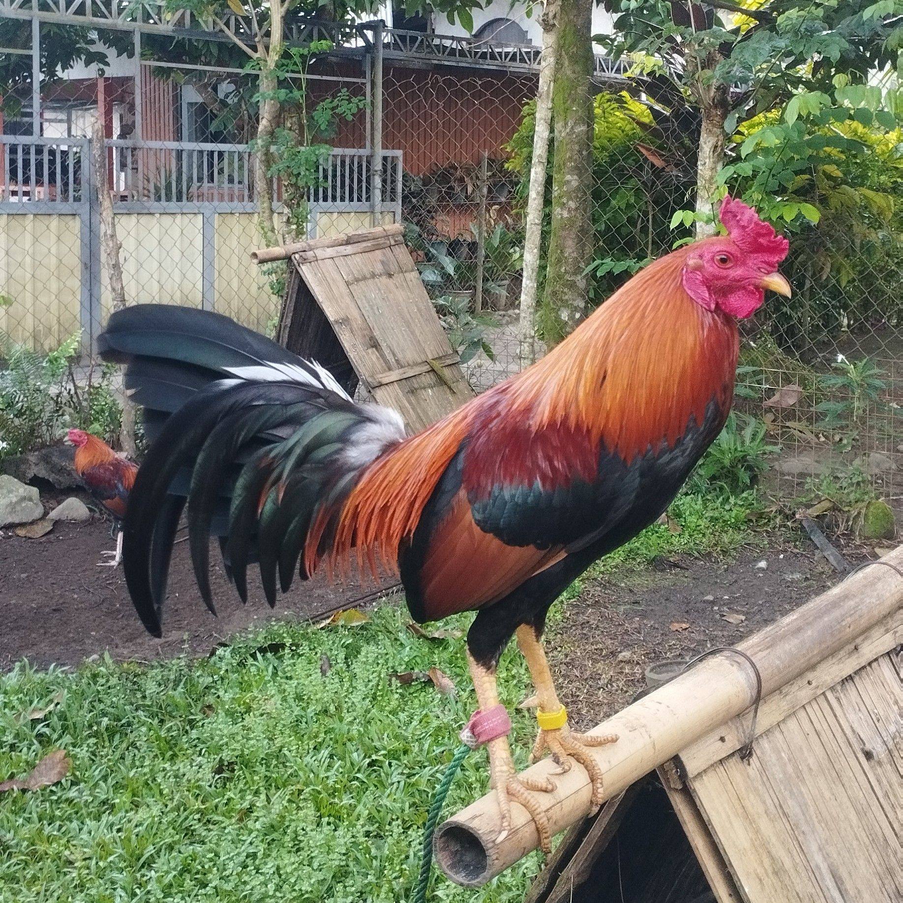 Rodwel Alejo