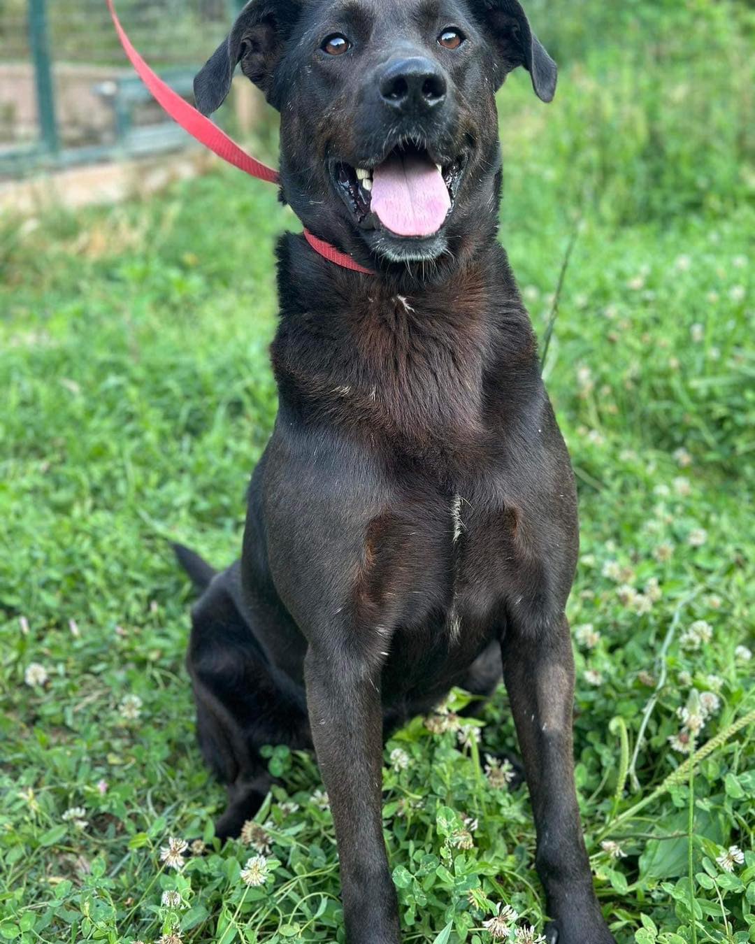 🐾 MEET GASTON THE LABRADOR MIX 🐾 🌟... - The Paw Project UK | Facebook