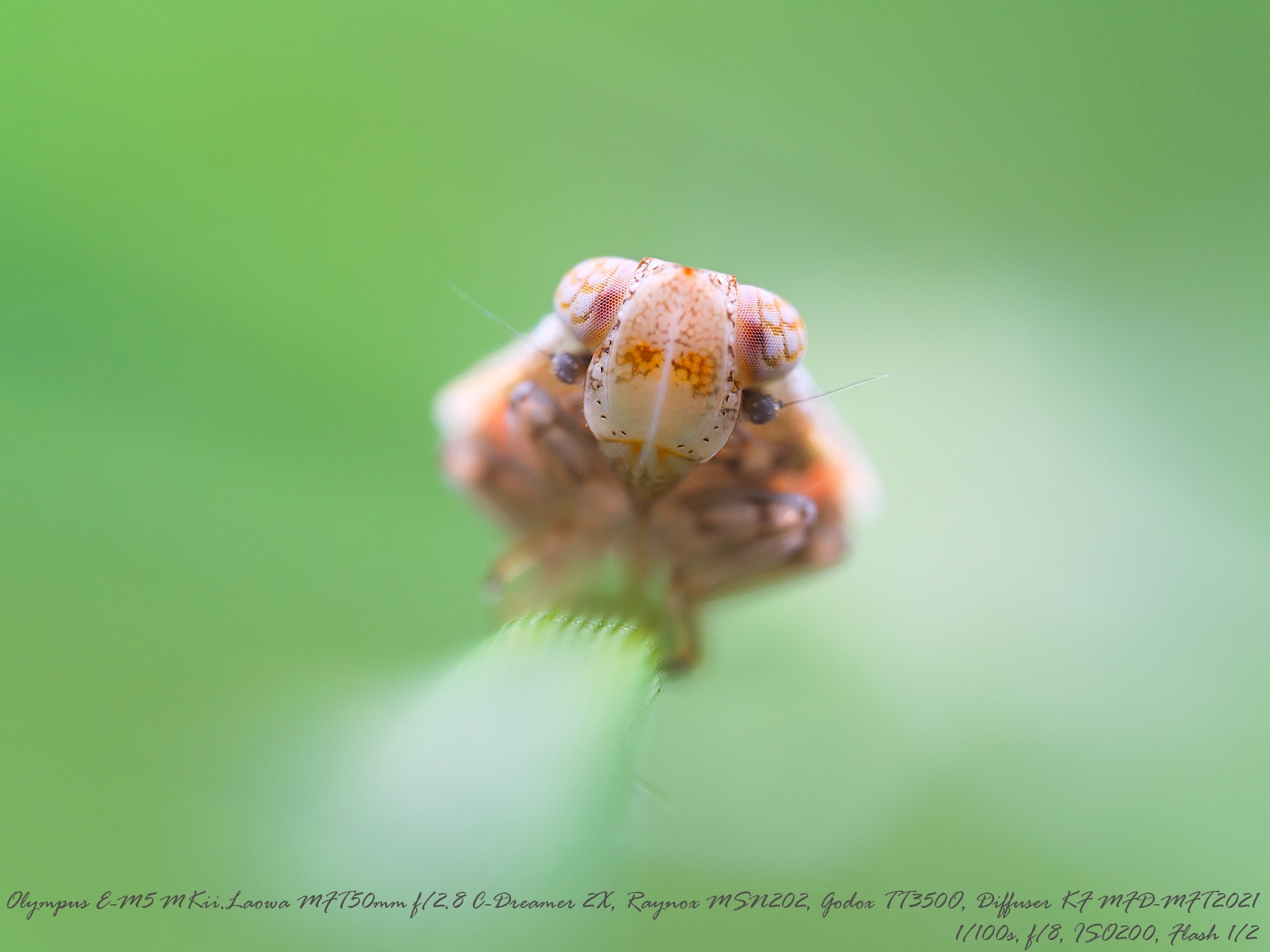Plant Hopper Nymph Diffuser KF... - KingFisher Diffuser | Facebook