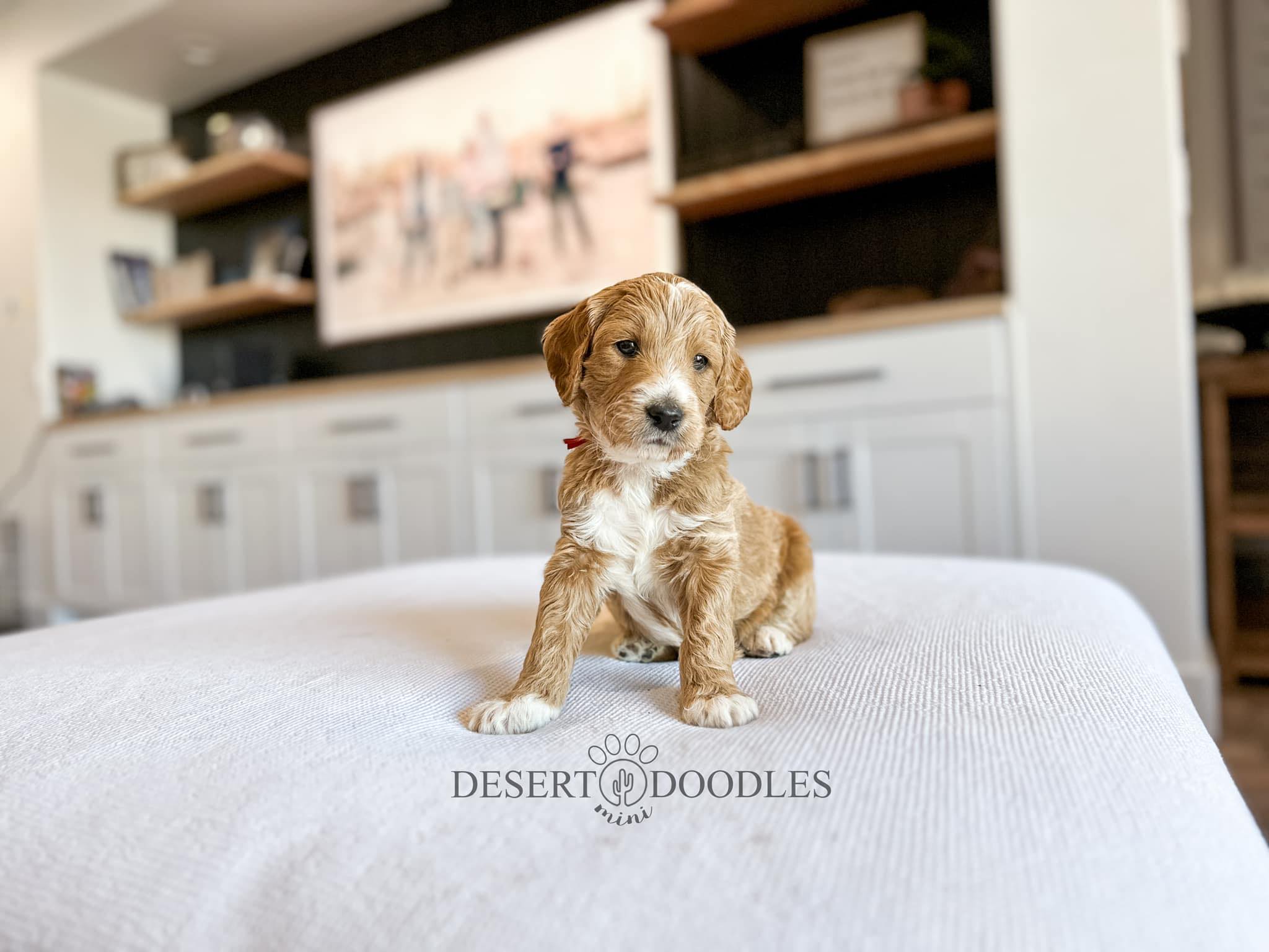 Phoenix Sheepadoodle... - Phoenix Sheepadoodle puppies