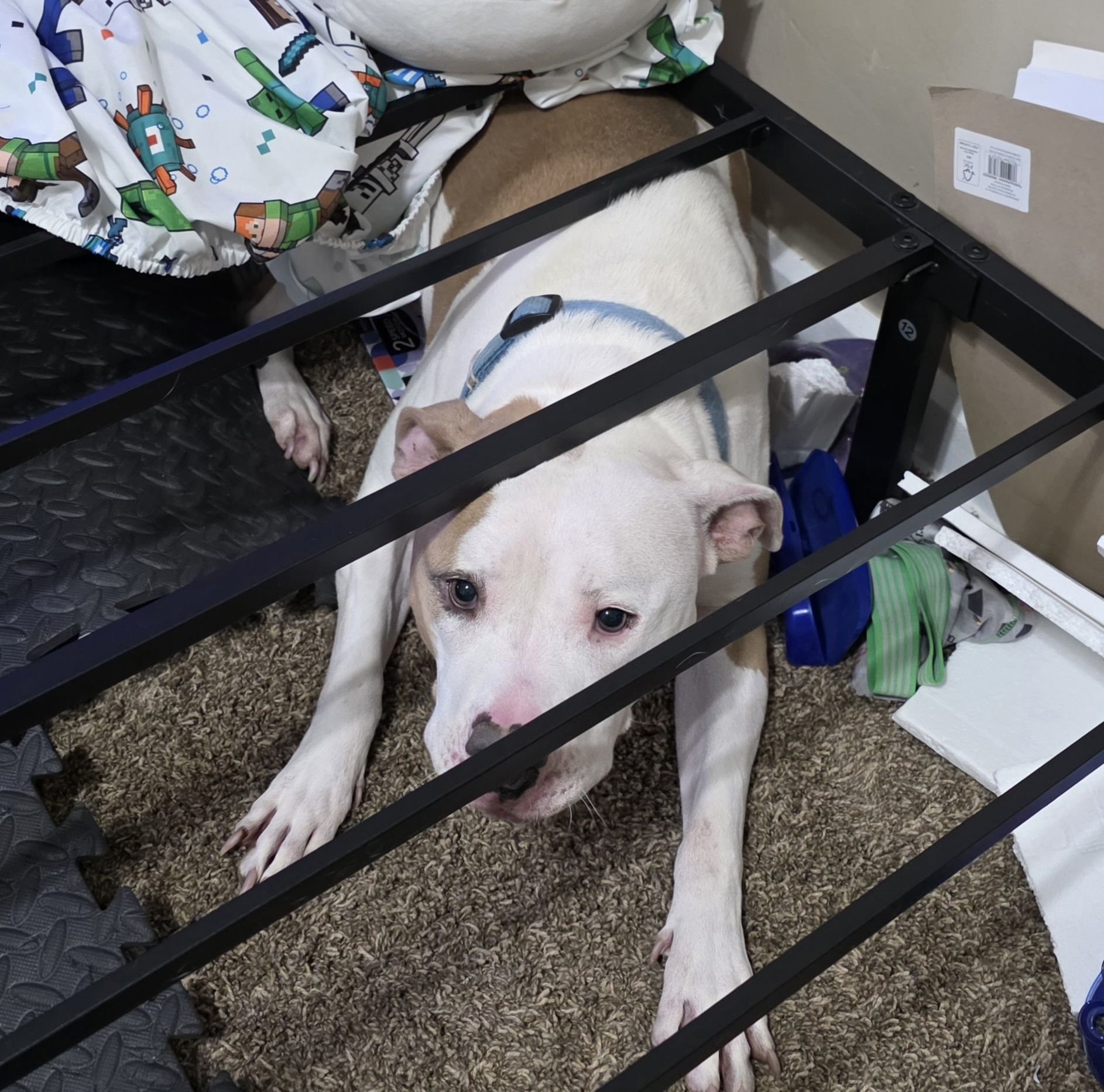 Jason - ABANDONED DOG!!! The Healthy Hearts and Paws Project's Humane ...