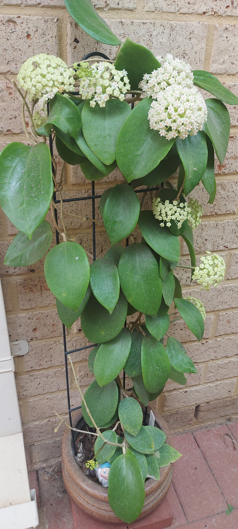 Hoya sp. Chiang Dao, Chiang Mai (collected by Perapat Pee) vs. H