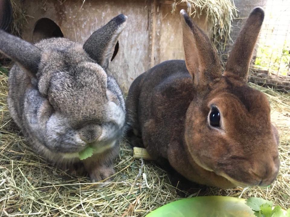 Noddy and Hazel have been... - Rabbit Rescue North West | Facebook