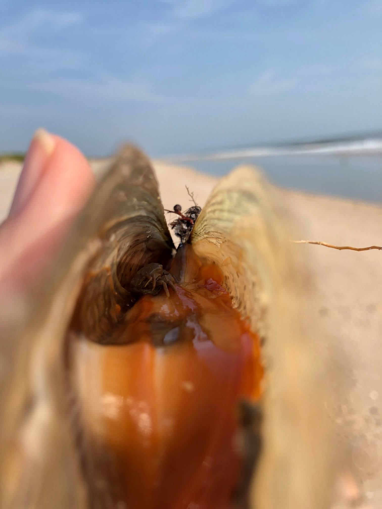 The Pen Shell (Atrina... - Canaveral National Seashore | Facebook