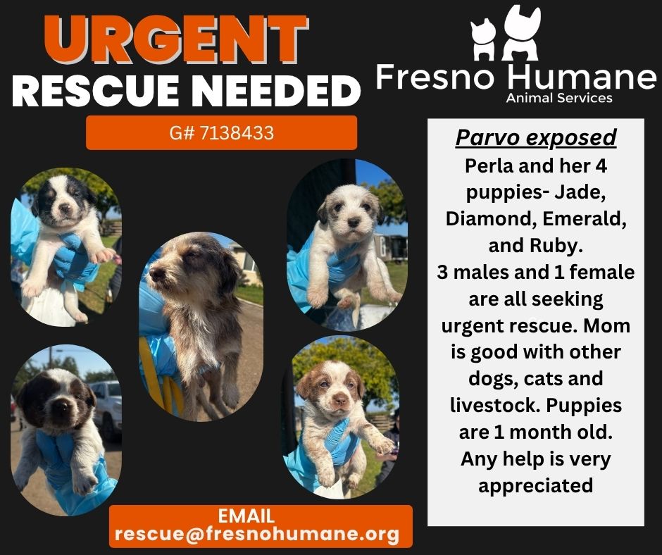 Fresno Humane Rescue & Network Group | 🐾 A Plea from Perla 🐾 | Facebook