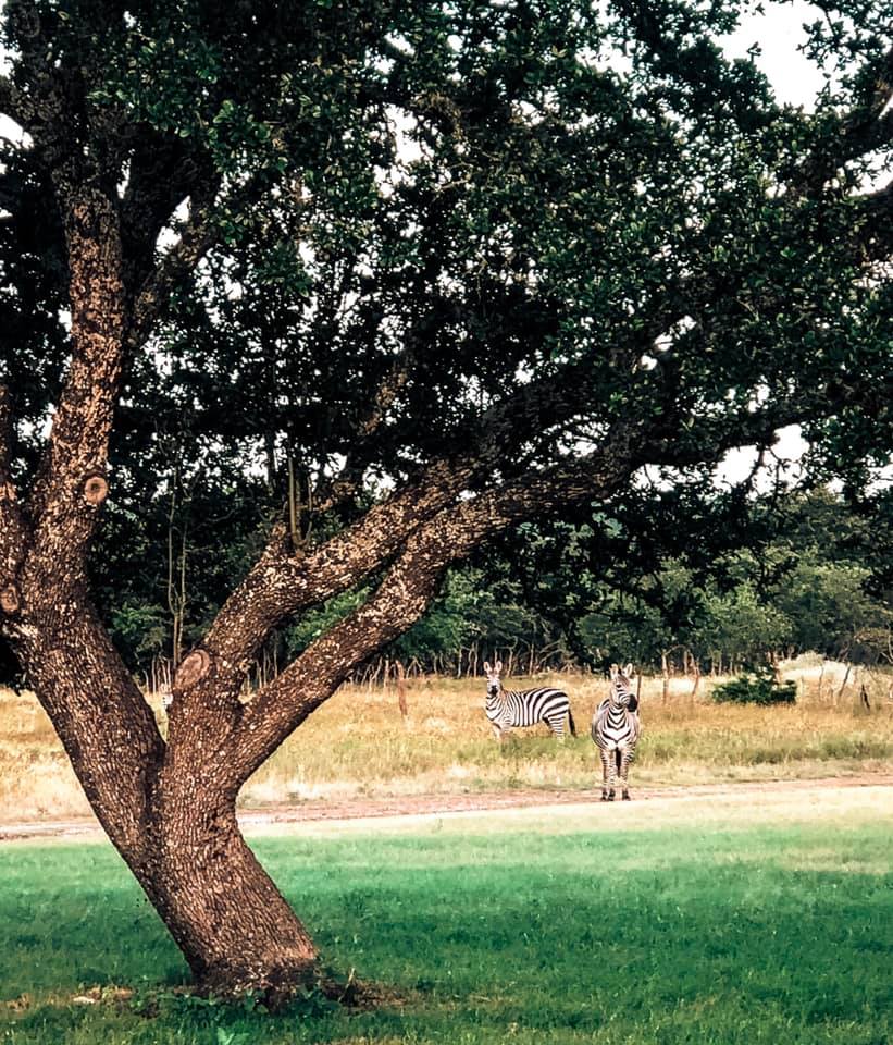 Lazy B Ranch | Mountain Home TX