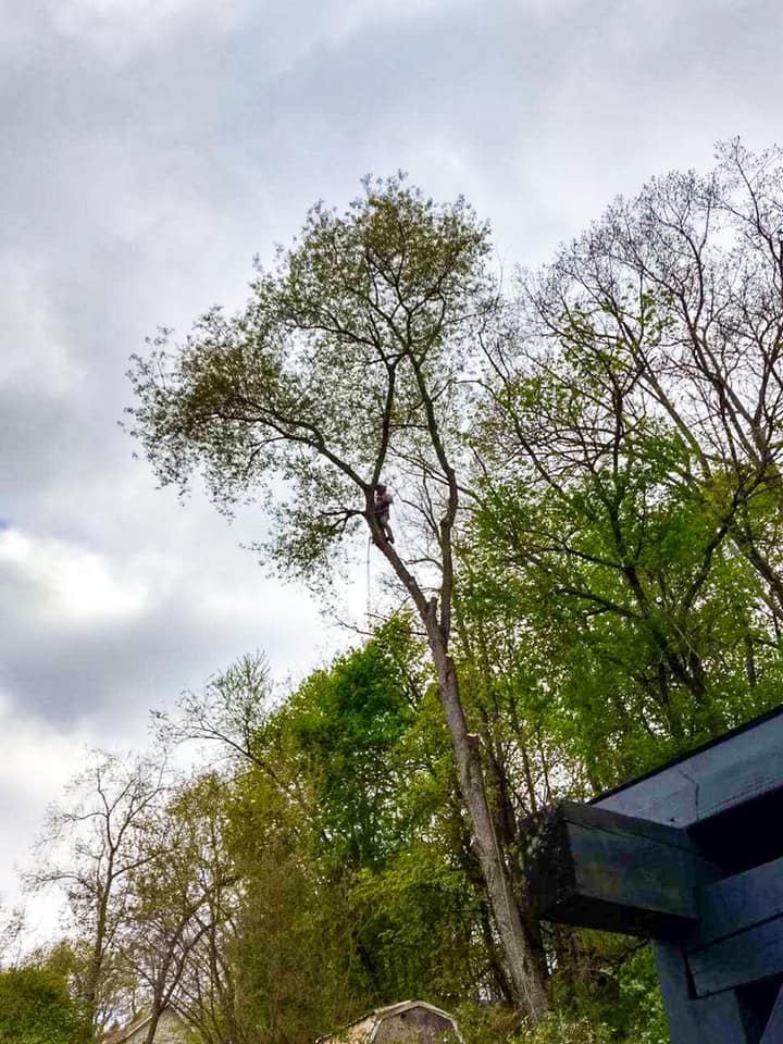 Matt’s Tree Services