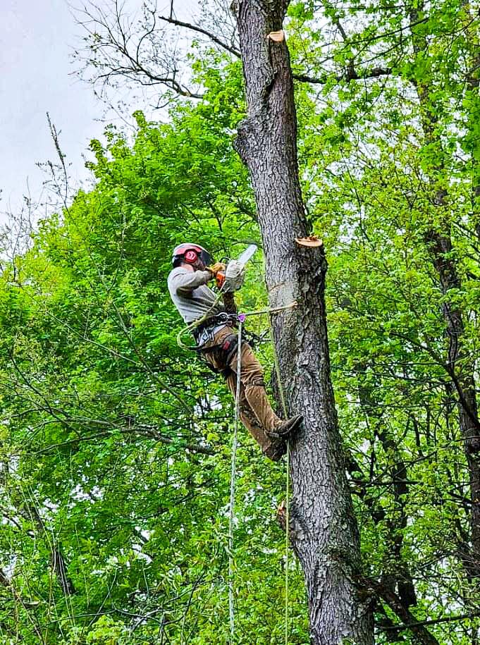 Matt’s Tree Services