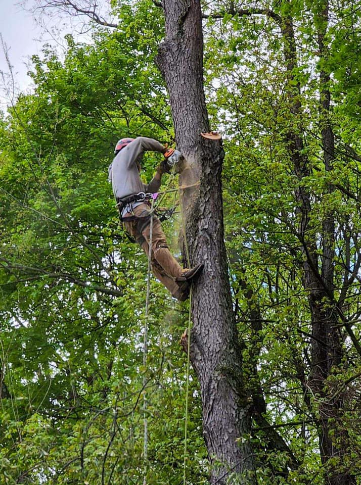 Matt’s Tree Services