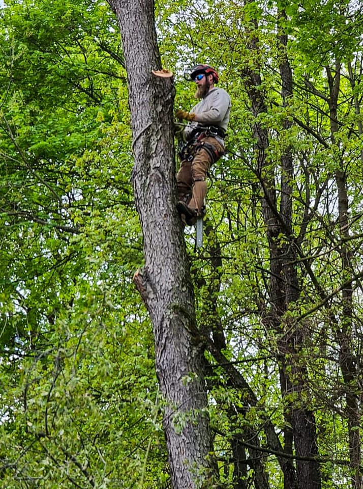 Matt’s Tree Services