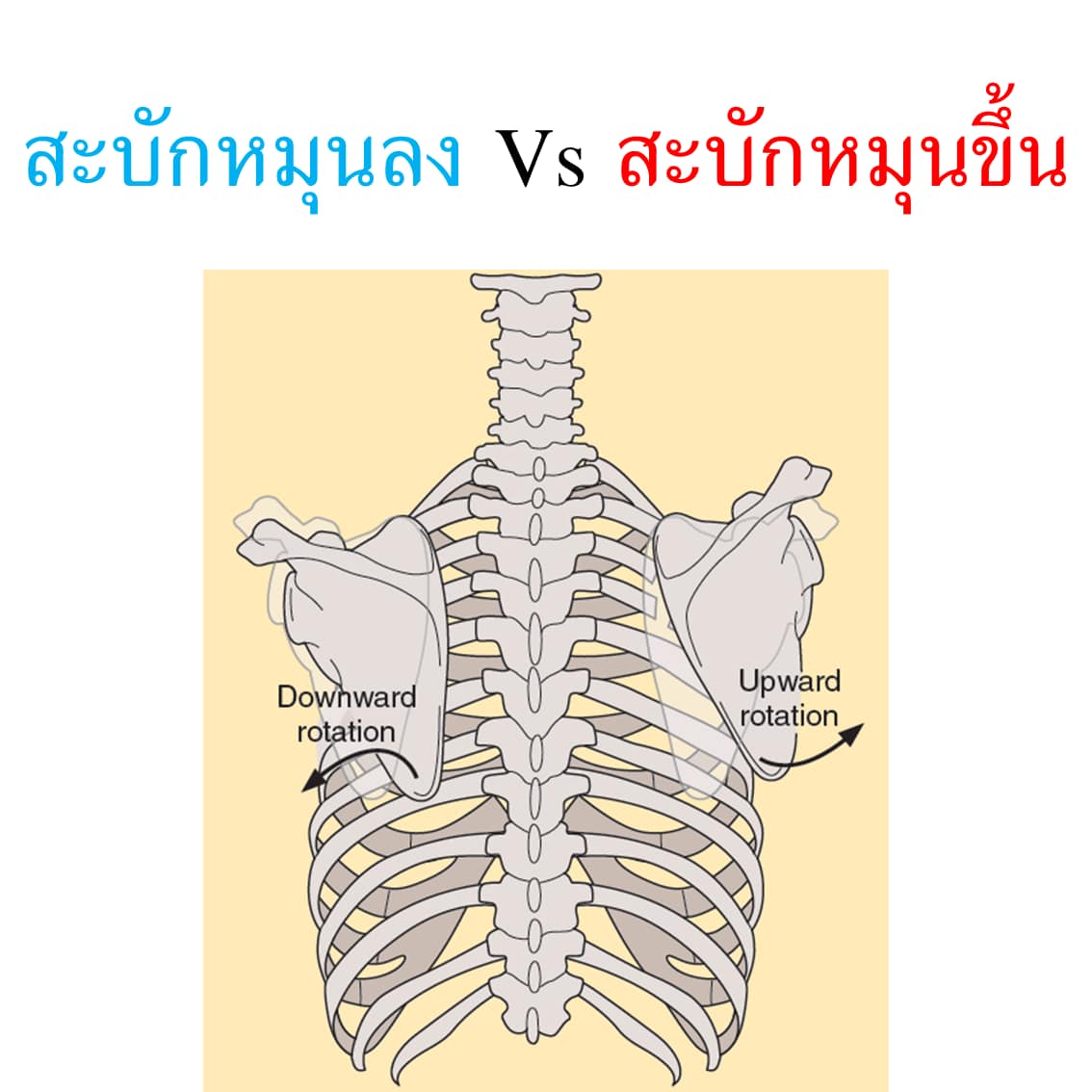 ครูเดียว Pain Free Be Fit - สะบักหมุนลง Scapular Downward Rotation คือ ...