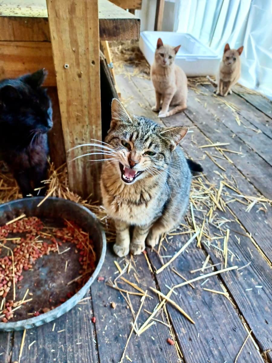Silverstray’s first major spay/neuter... - Silverstray Social