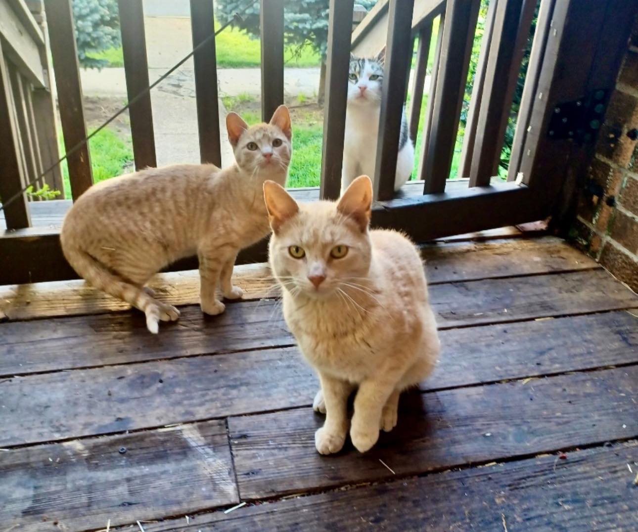 Silverstray’s first major spay/neuter... - Silverstray Social