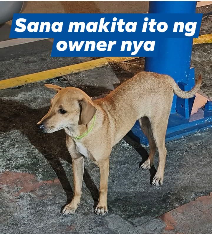 Lost and Found Dogs & Cats Ph 🐶🐱 | Baka meron naman gsto mag rescue sa ...
