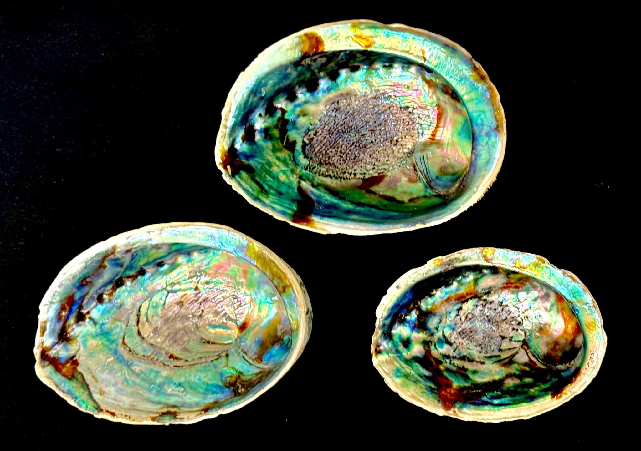 What is the species of this old Pacific white Abalone shell?