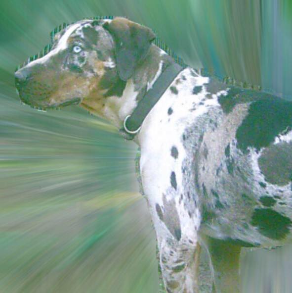 Happy Birthday... - Catahoula at Folsom Louisiana Raka Ranch