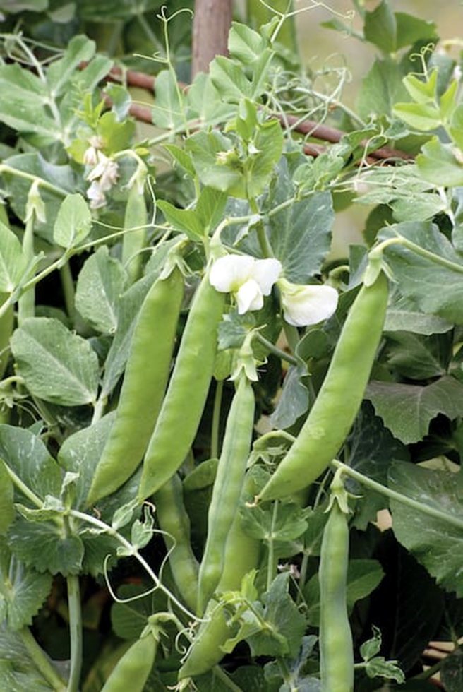 Semillas Ecológicas De Guisante De Invierno 'Sima' (Pisum Sativum), 50 Unidades, Siembra De Octubre A Noviembre, Cosecha Temprana