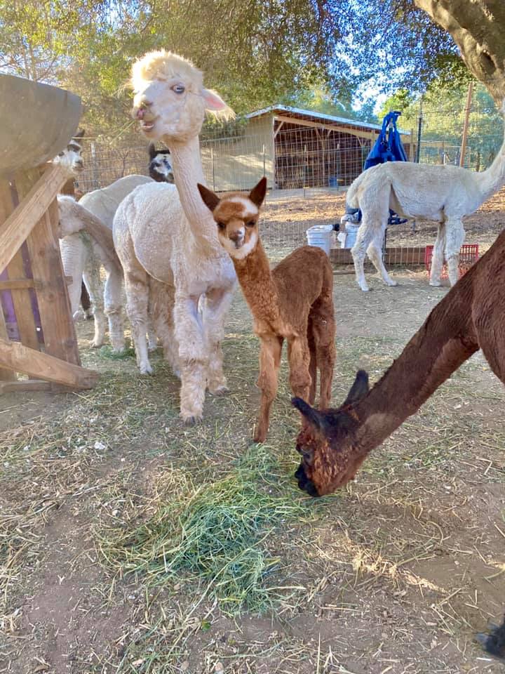 Back 40 Farms | Valley Springs CA