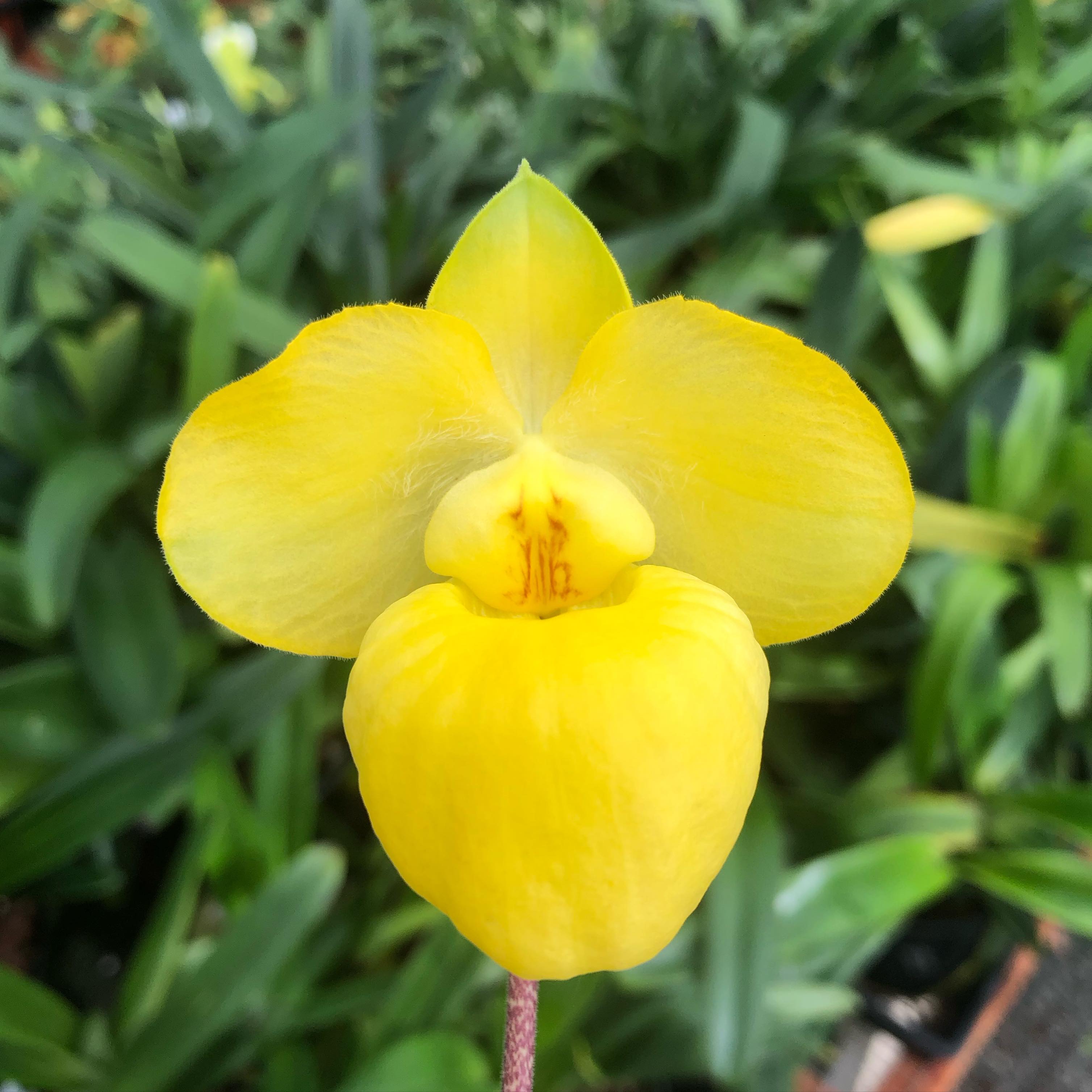 Paph. armeniacum…the cutest thing