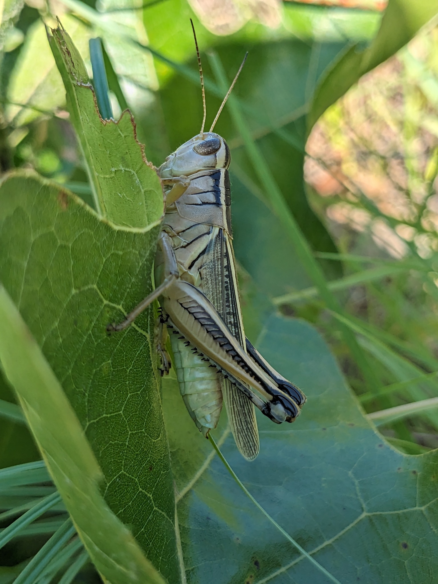 Identifying Admirable Grasshoppers in Sand Springs, OK