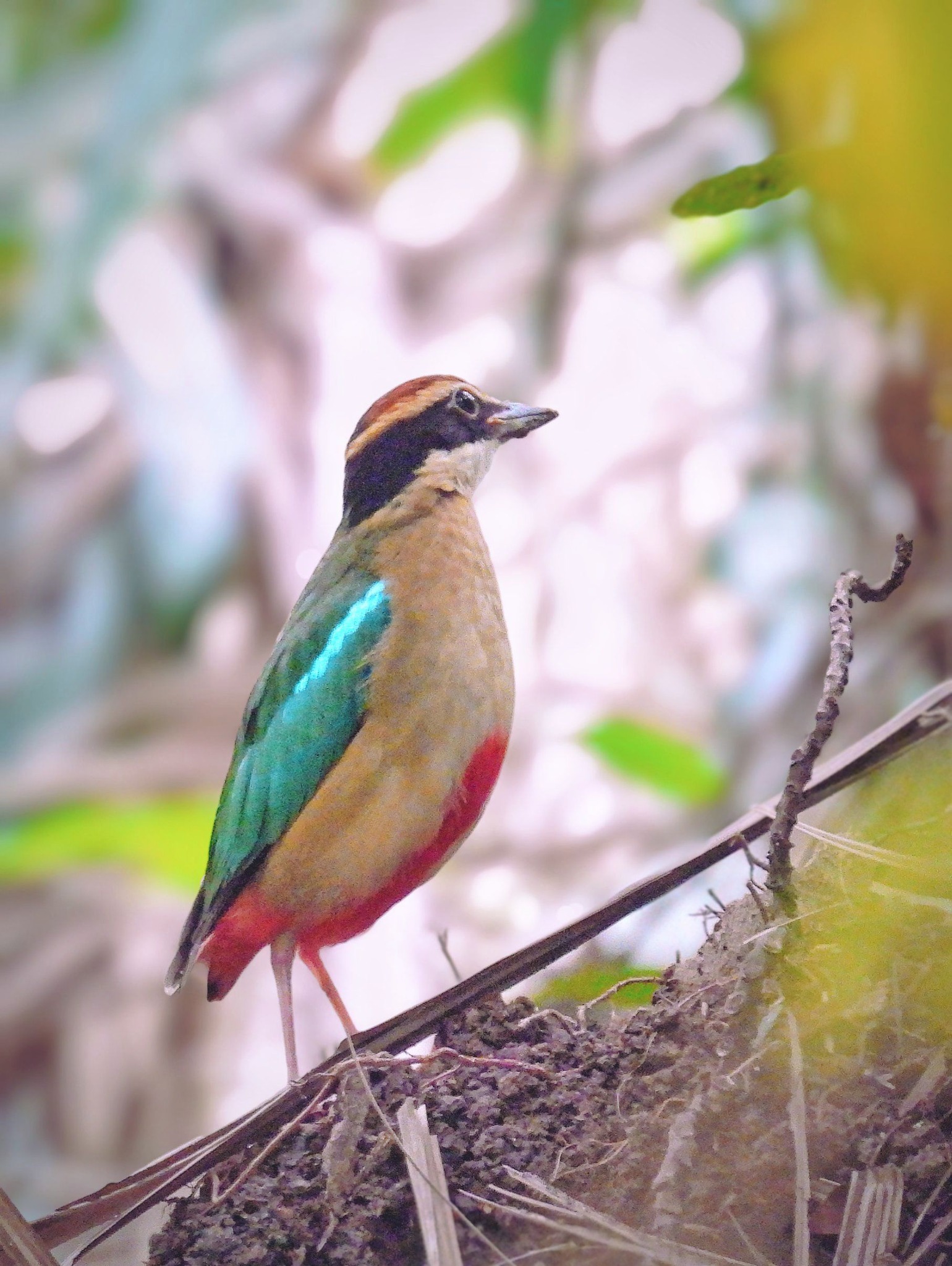 Fairy Pitta bird sighting with distinctive plumage