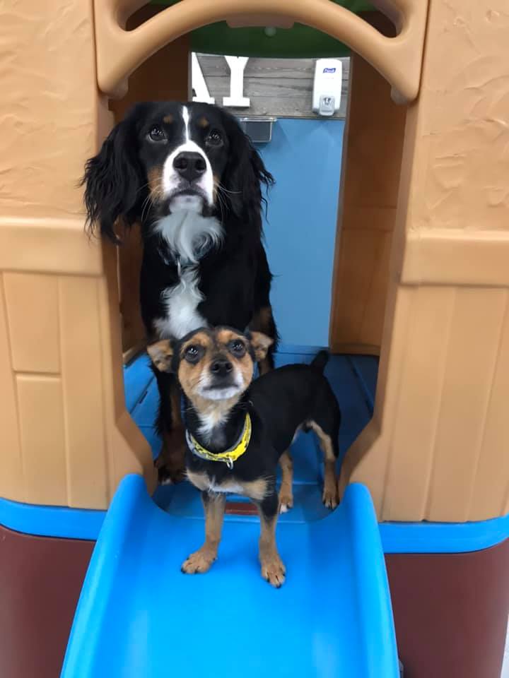 Happy Saturday from Tails Inn The City! 🐕 - Tails Inn The City