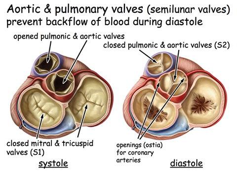 MedicTests.com - The Semilunar Valves are one-way valves that control ...