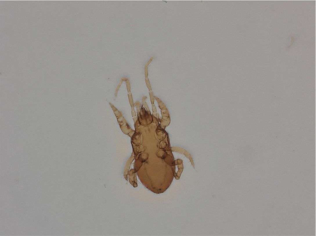 こうち県農業技術センター - ニラを加害するネダニの発生調査をしていると、土着の捕食性ダニを見かけます。体長1㎜に満た... | Facebook