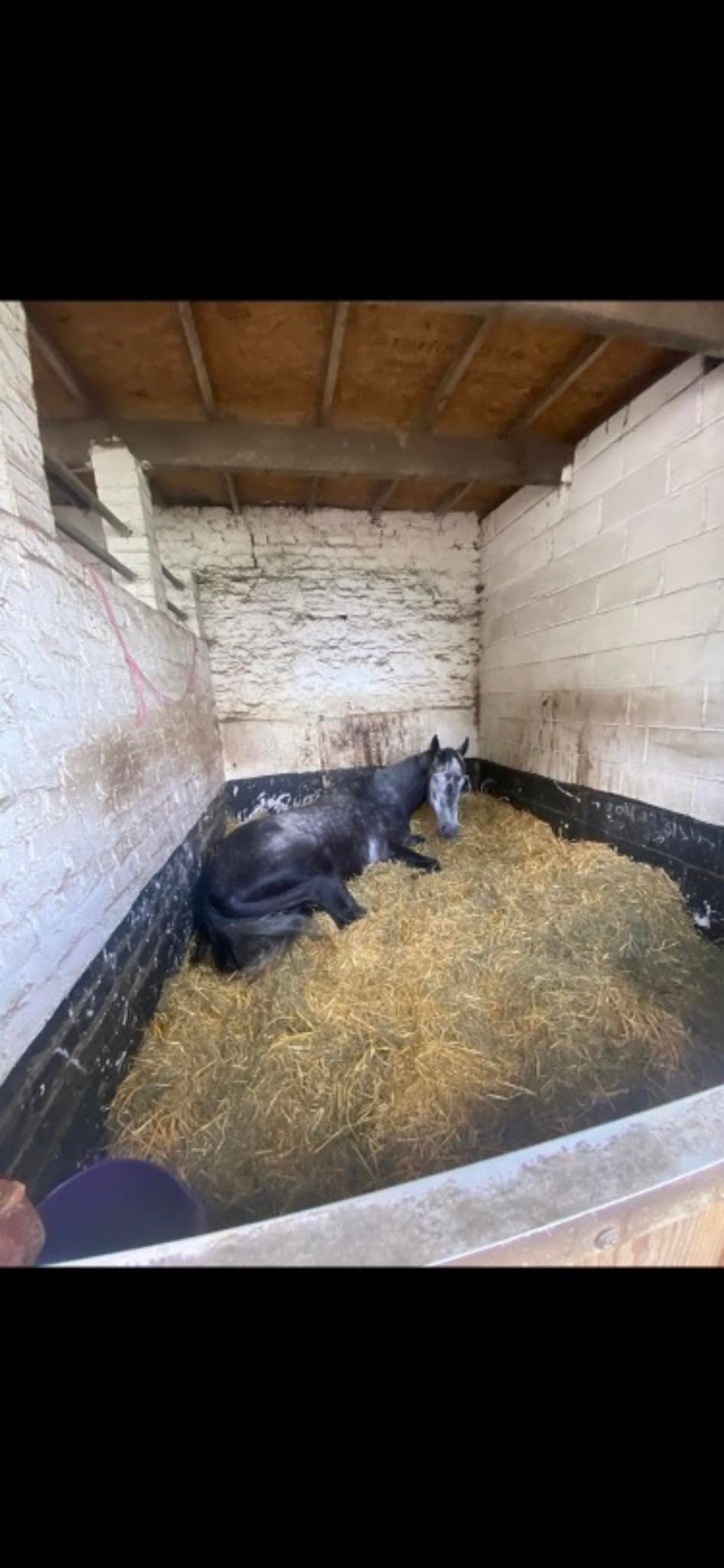 Chelsea Banham racing ex racehorses | Newmarket