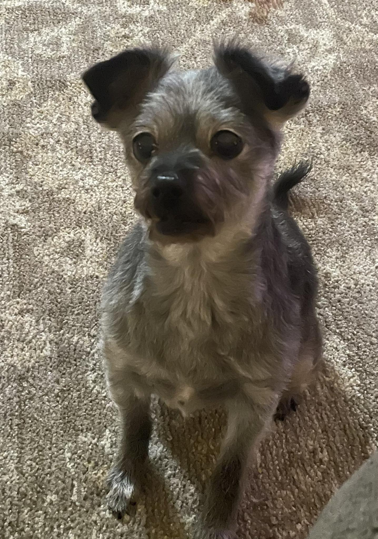 Lost deaf dog in Pierce County?