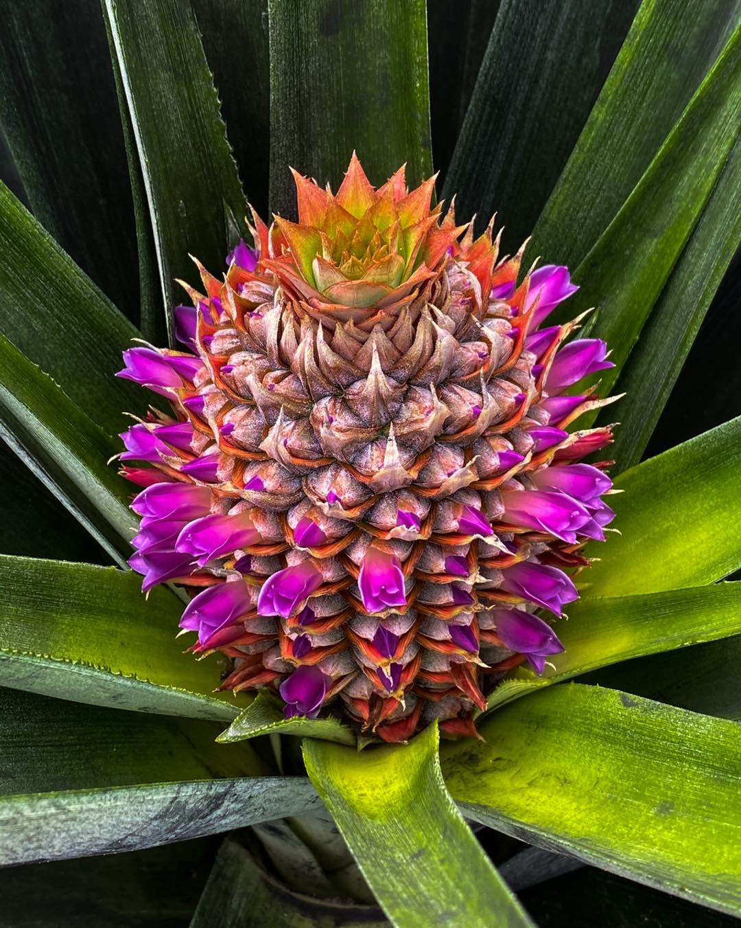 ¿Sabías que la piña es una... - Jardines Comestibles | Facebook