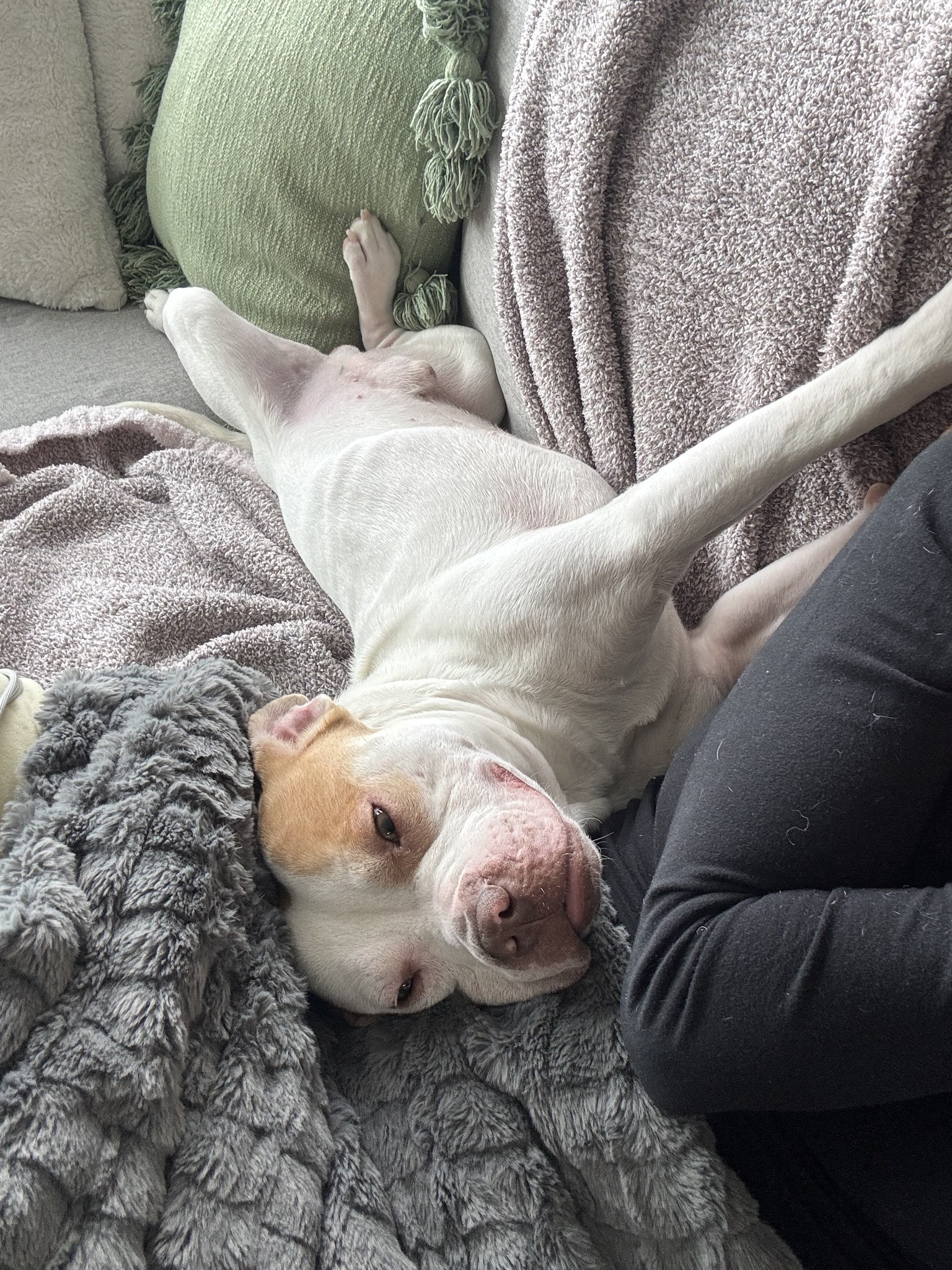 Adoptable dog Garcon in Northern Liberties | Philadelphia, PA