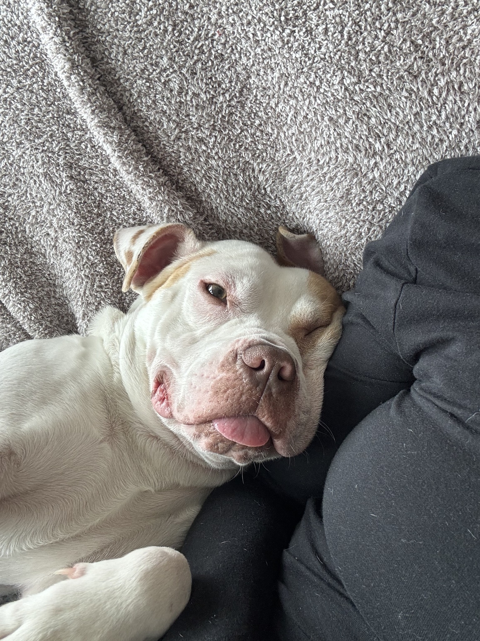 Adoptable dog Garcon in Northern Liberties | Philadelphia, PA