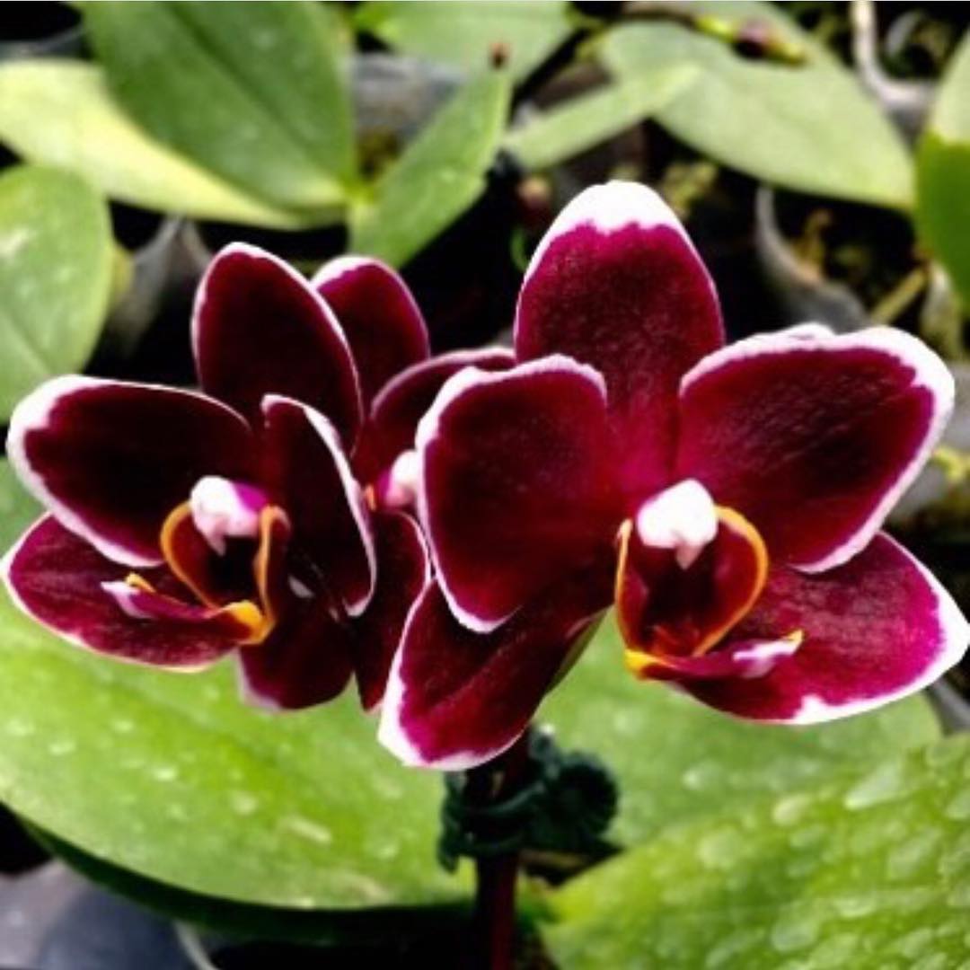 Lux Orchid