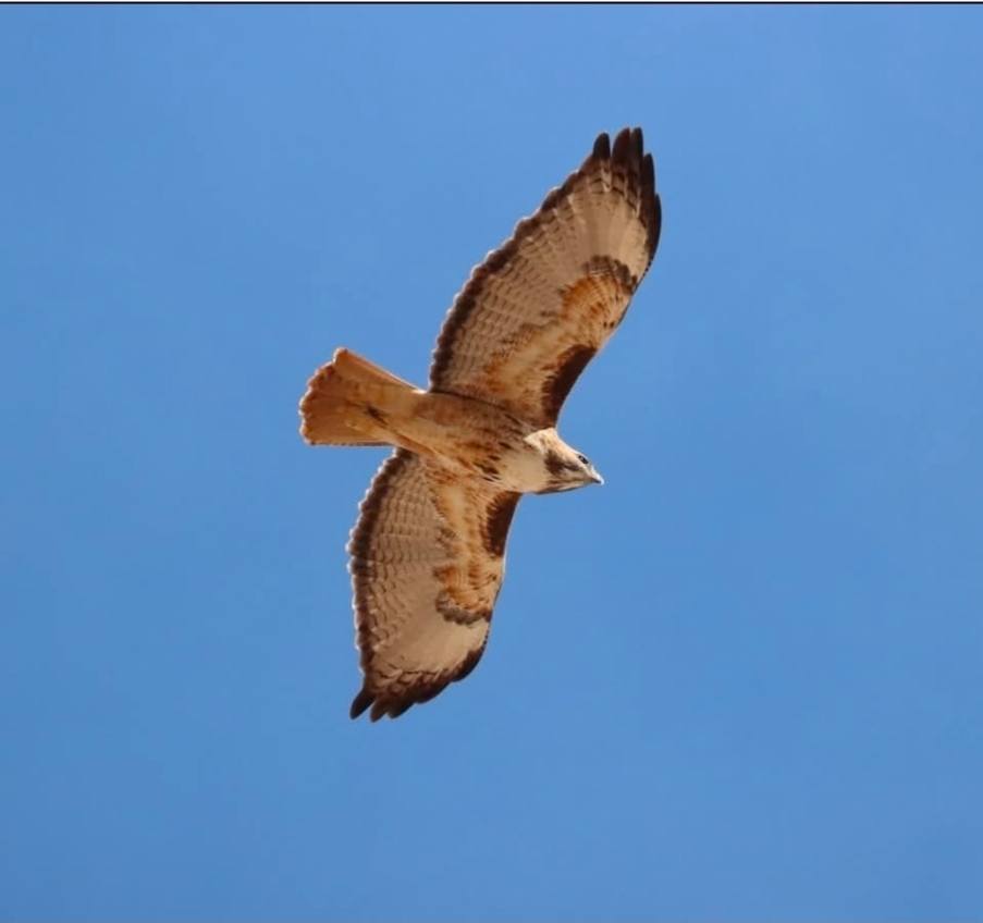 Scientific Name and Classification of the Red-Tailed Hawk