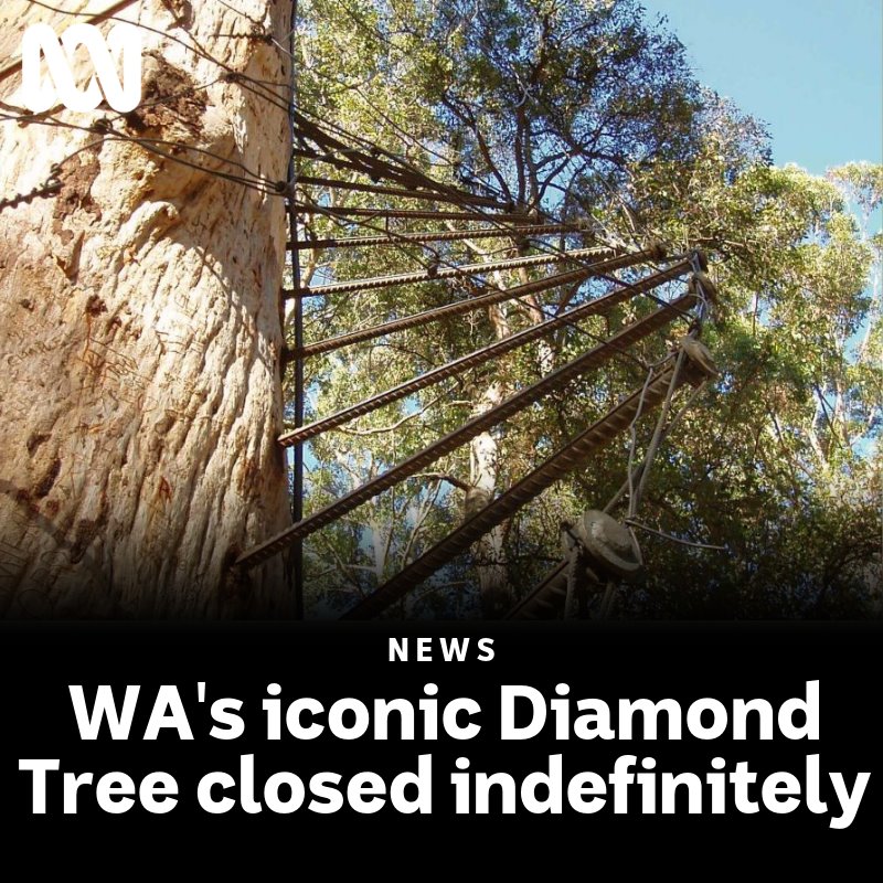 ABC Perth - Western Australia's iconic Diamond Tree, which... | Facebook