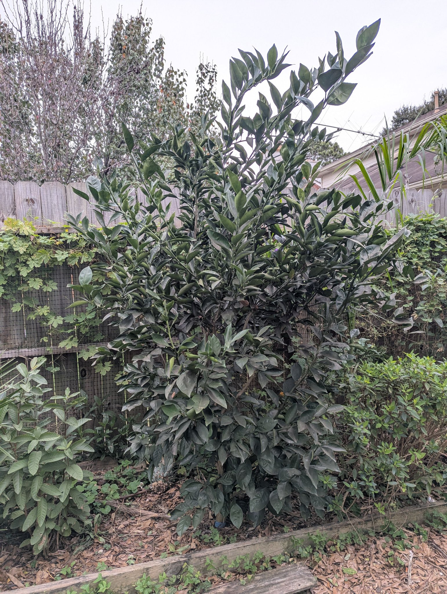 Orange frost vs arctic frost citrus trees