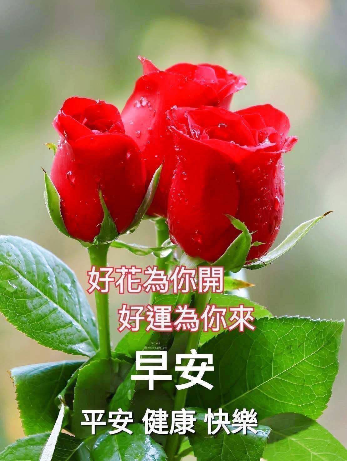 嗨～你好！早安 午安 晚安美圖分享 | 🌷早安安好友💐平安快樂🌹幸福美好🌼願您一切順心如意🌸假日愉快🎀 | Facebook