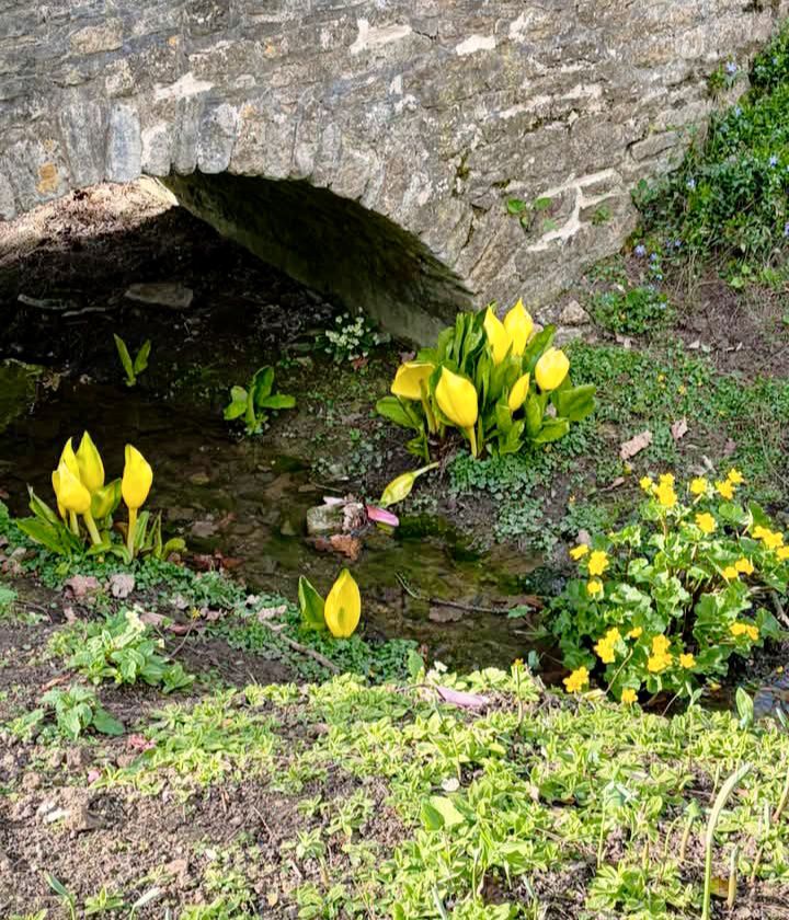 Could anyone ID these lilly types for me please?